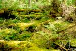 Beautiful forest along the trail to Maple Mountain