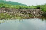 Beaver dams on a creek
